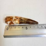 Cretaceous Spinosaurus tooth fossil showing serrations and root structure