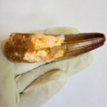 Authentic Large Spinosaurus Tooth – Kem Kem Cretaceous Fossil - Image 8