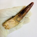 Close-up of genuine Spinosaurus dinosaur tooth fossil