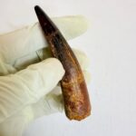 Authentic Spinosaurus dinosaur tooth fossil with natural enamel detail