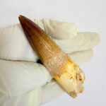 Large theropod dinosaur tooth fossil – Spinosaurus specimen