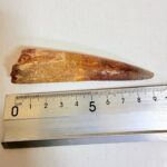 Authentic Spinosaurus dinosaur tooth fossil with natural enamel detail