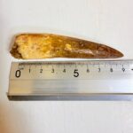 Real Spinosaurus fossil tooth specimen from Kem Kem Beds