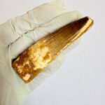 Authentic Large Spinosaurus Tooth – Kem Kem Cretaceous Fossil - Image 9