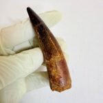 Authentic Spinosaurus dinosaur tooth fossil with natural enamel detail