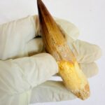 Large theropod dinosaur tooth fossil – Spinosaurus specimen