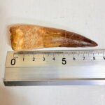 Spinosaurus aegyptiacus Tooth Fossil – Exceptional Theropod Fossil - Image 9