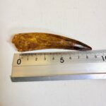 Authentic Spinosaurus dinosaur tooth fossil with natural enamel detail