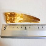 Authentic Large Spinosaurus Tooth – Kem Kem Cretaceous Fossil - Image 10