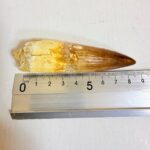 Large theropod dinosaur tooth fossil – Spinosaurus specimen