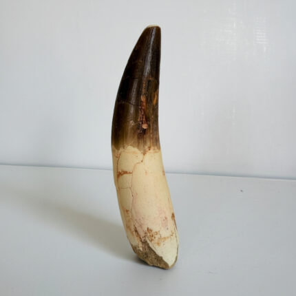 Authentic Spinosaurus dinosaur tooth fossil with natural enamel detail