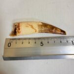 Authentic Spinosaurus dinosaur tooth fossil with natural enamel detail