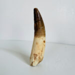 Authentic Spinosaurus dinosaur tooth fossil with natural enamel detail