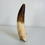 Authentic Spinosaurus dinosaur tooth fossil with natural enamel detail