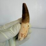 Authentic Spinosaurus dinosaur tooth fossil with natural enamel detail