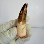 Authentic Spinosaurus dinosaur tooth fossil with natural enamel detail