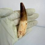 Authentic Spinosaurus dinosaur tooth fossil with natural enamel detail