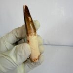 Authentic Spinosaurus dinosaur tooth fossil with natural enamel detail