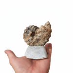 Natural Perisphinctes Ammonite Fossil in Matrix – Jurassic Morocco - Image 5