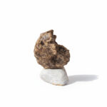 Natural Perisphinctes Ammonite Fossil in Matrix – Jurassic Morocco - Image 7