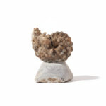 Natural Perisphinctes Ammonite Fossil in Matrix – Jurassic Morocco - Image 2