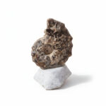 Natural Perisphinctes Ammonite Fossil in Matrix – Jurassic Morocco