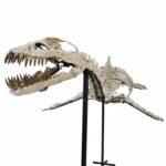 Authentic Plesiosaur fossil, 3.5m long, with articulated neck and flippers, prepared for display