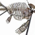 Authentic Plesiosaur fossil, 3.5m long, with articulated neck and flippers, prepared for display