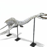 Authentic 3.5m Plesiosaur Skeleton – Museum-Grade Fossil
