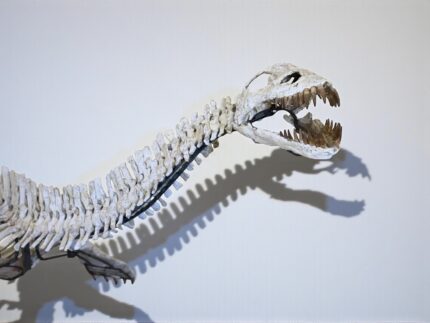 Jurassic marine reptile Plesiosaur skeleton, 95% complete, from Ben Guerir region, Morocco