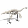 Jurassic marine reptile Plesiosaur skeleton, 95% complete, from Ben Guerir region, Morocco