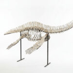 Original 3.5 meter plesiosaur skeleton fossil from Morocco, complete marine reptile specimen mounted for display.