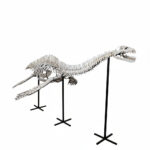 3.5 meter Plesiosaur skeleton fossil from Morocco, museum-grade marine reptile specimen