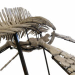 3.5 meter Plesiosaur skeleton fossil from Morocco, museum-grade marine reptile specimen