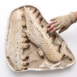 Giant Mosasaur Skull Fossil – 145cm Museum Specimen | FossilPaleo - Image 3