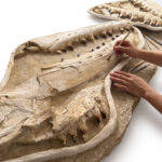 Giant Mosasaur Skull Fossil – 145cm Museum Specimen | FossilPaleo - Image 5