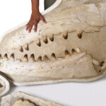 Giant Mosasaur Skull Fossil – 145cm Museum Specimen | FossilPaleo - Image 7