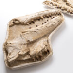 Giant Mosasaur Skull Fossil – 145cm Museum Specimen | FossilPaleo - Image 11