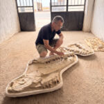 Giant Mosasaur Skull Fossil – 145cm Museum Specimen | FossilPaleo - Image 8