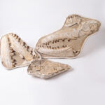 Giant Mosasaur Skull Fossil – 145cm Museum Specimen | FossilPaleo - Image 9