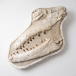 Giant Mosasaur Skull Fossil – 145cm Museum Specimen | FossilPaleo - Image 4