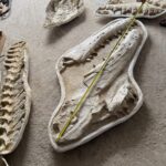 Giant Mosasaur Skull Fossil – 145cm Museum Specimen | FossilPaleo - Image 13