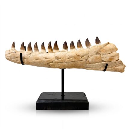 66 cm Original Mosasaur Jaw Fossil from Morocco