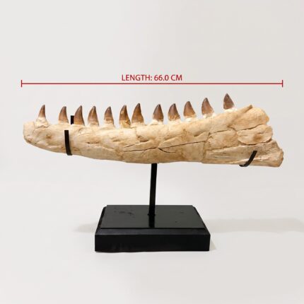 66 cm Original Mosasaur Jaw Fossil from Morocco