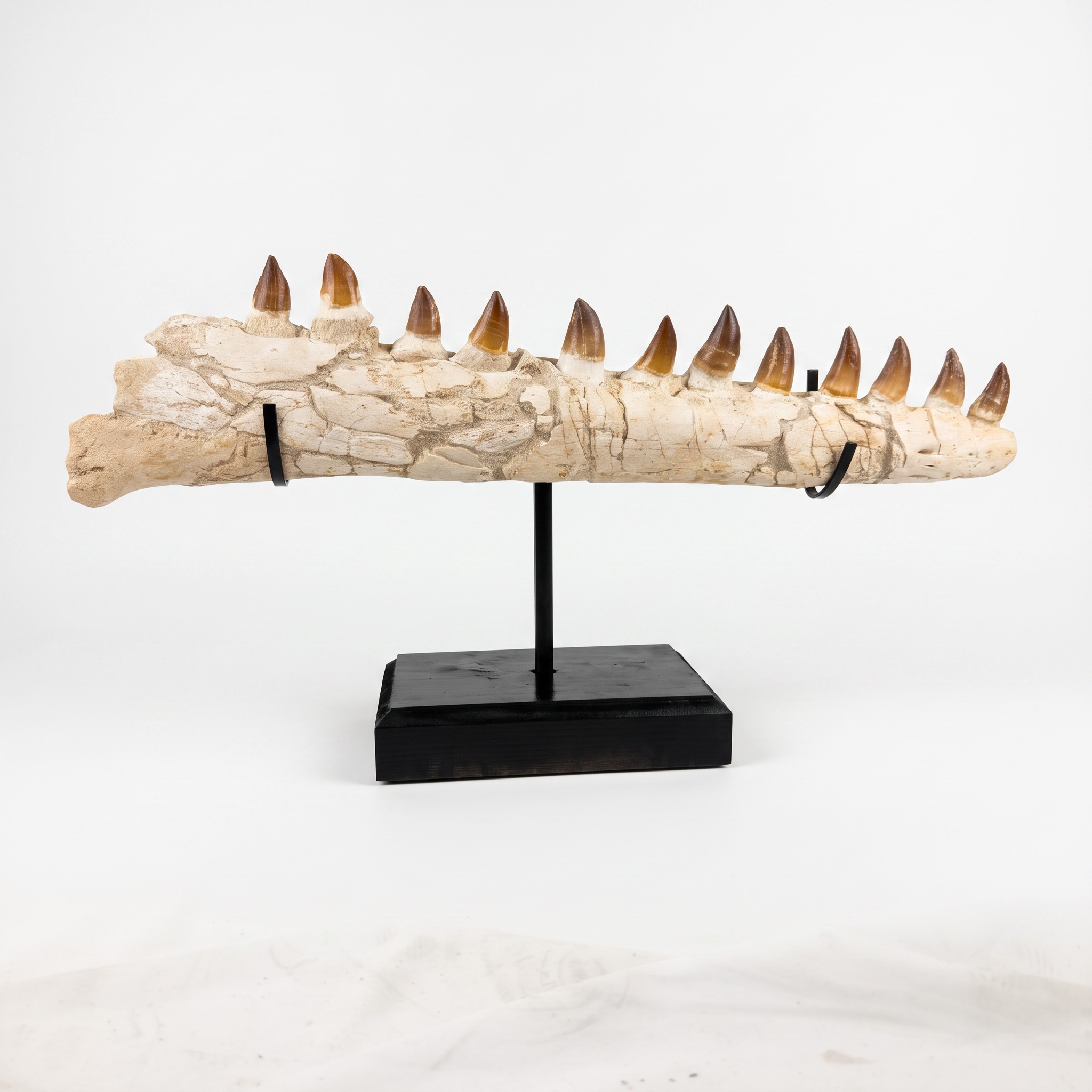 Massive 30in Prognathodon Mosasaur Fossil Jaw 12 Teeth Morocco Cretaceous COA (2) Mosasaur Jaw Fossil – Late Cretaceous Morocco - Image 1