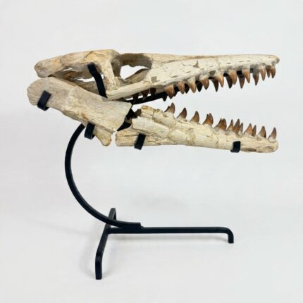 Authentic 35 cm Mosasaur Skull Fossil from Morocco – Late Cretaceous Marine Reptile Specimen with Fossil Teeth and Detailed Bone Structure.